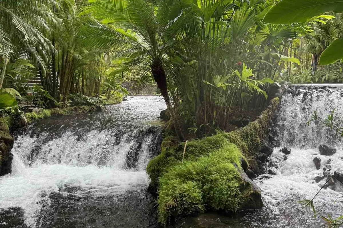 Kleine Wasserfälle zwischen moosbewachsenen Steinen und Palmen im Regenwald